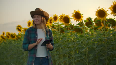 A-girl-walks-across-a-field-with-large-sunflowers-and-writes-information-about-it-in-her-electronic-tablet-in-summer-evening.